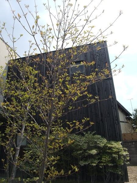 ディクタ建築事務所（豊川）
ヤマボウシの芽吹き