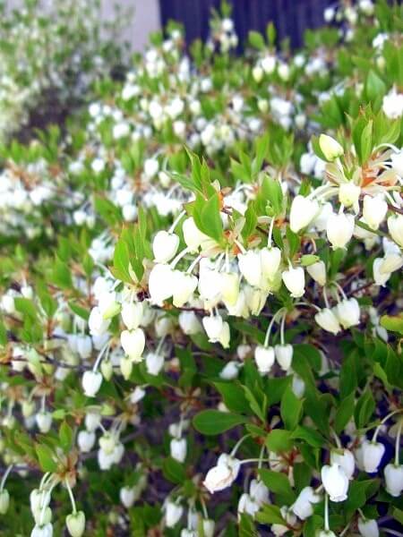 ドウダンツツジの花