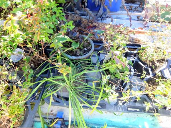 石巻平野町の家（豊橋）植栽下草 ホープレイズ